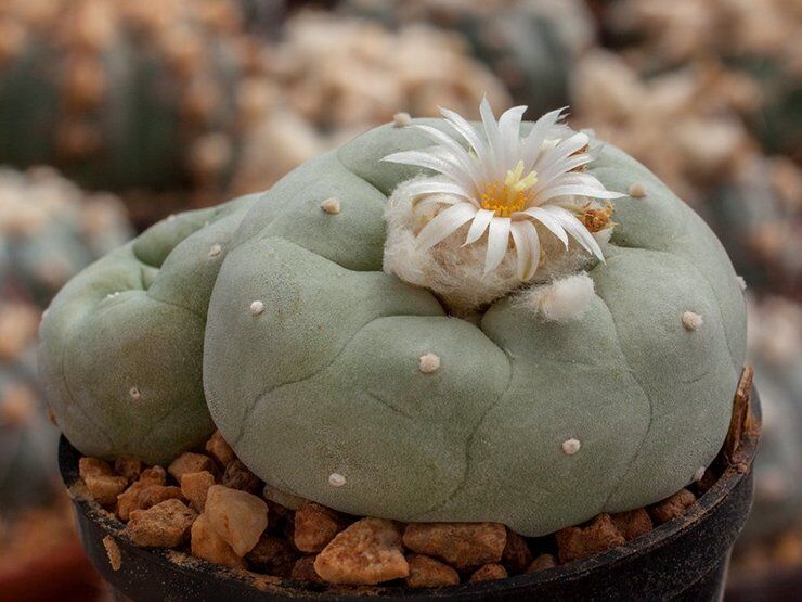 Лофофора раскидистая (Lophophora diffusa)