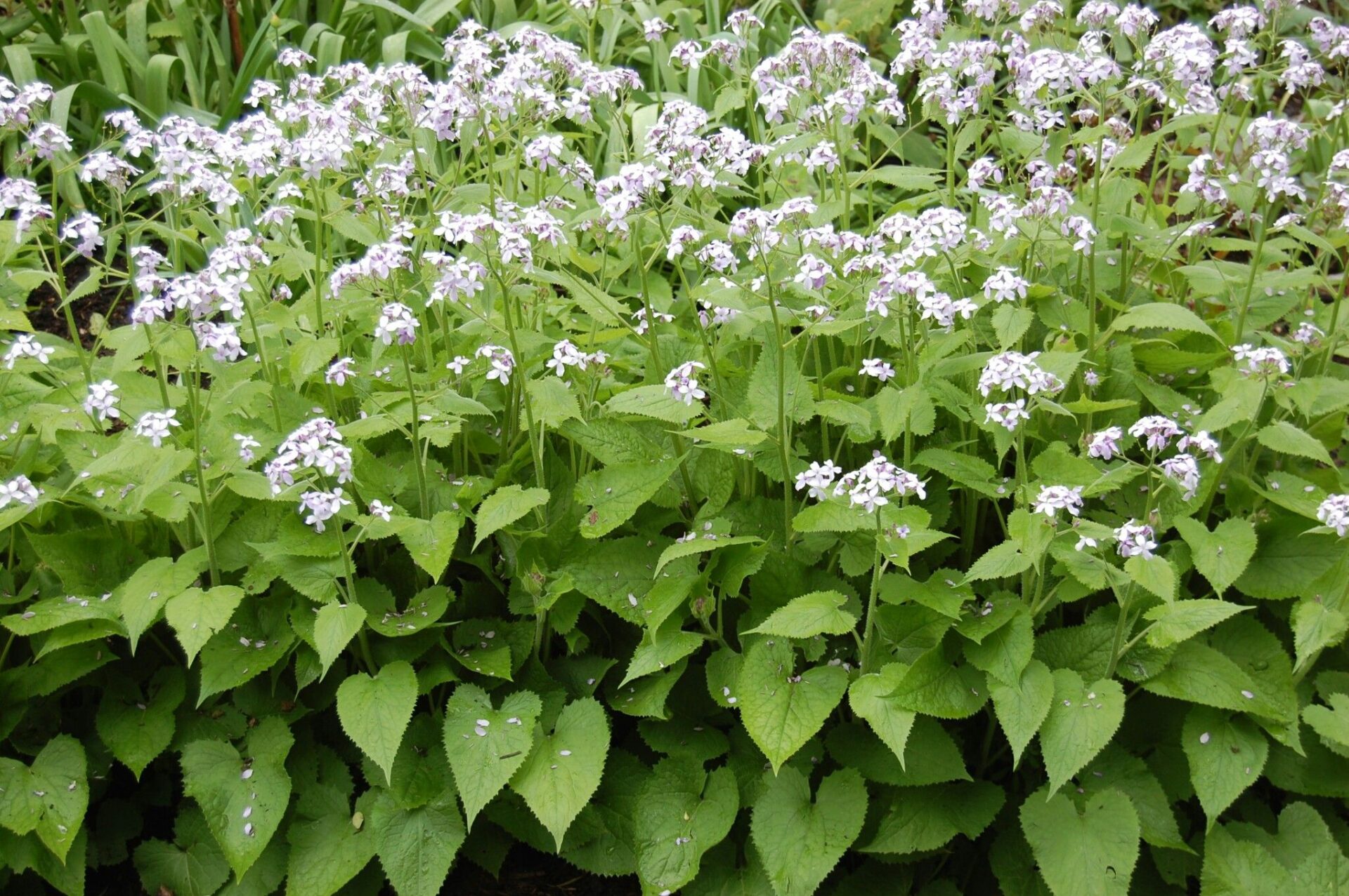 Лунник оживающий (Lunaria rediviva)