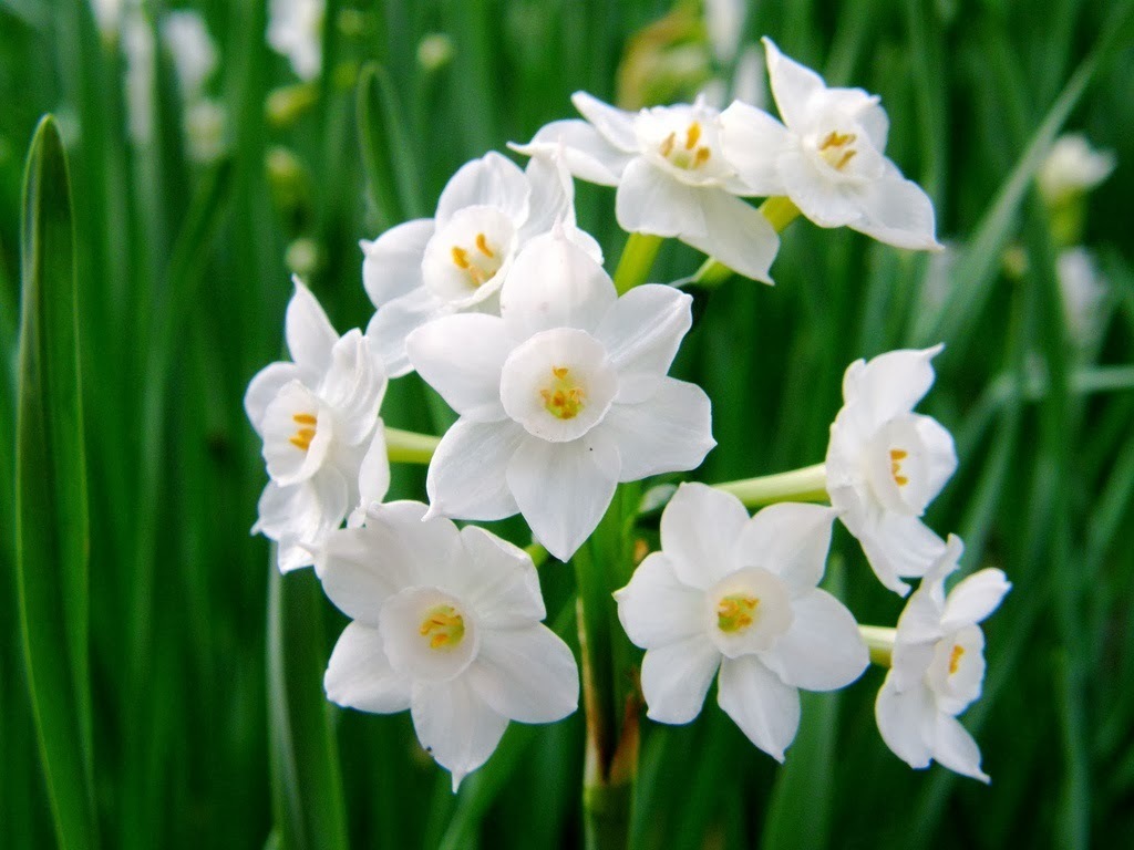 Многоцветковые, или тацетовидные (Tazetta, Bunch-flowered)