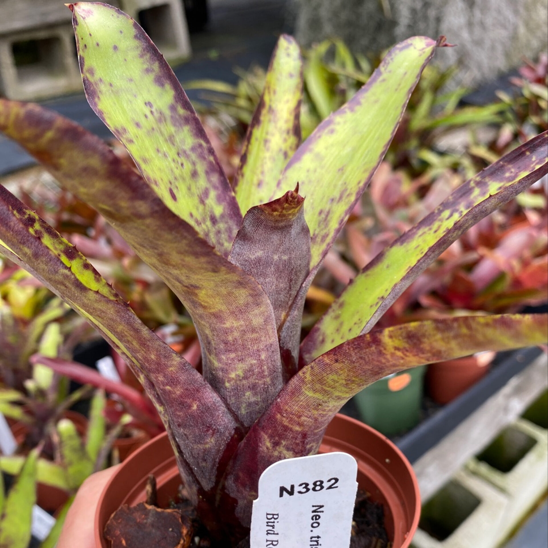 Неорегелия мрачная (Neoregelia tristis)