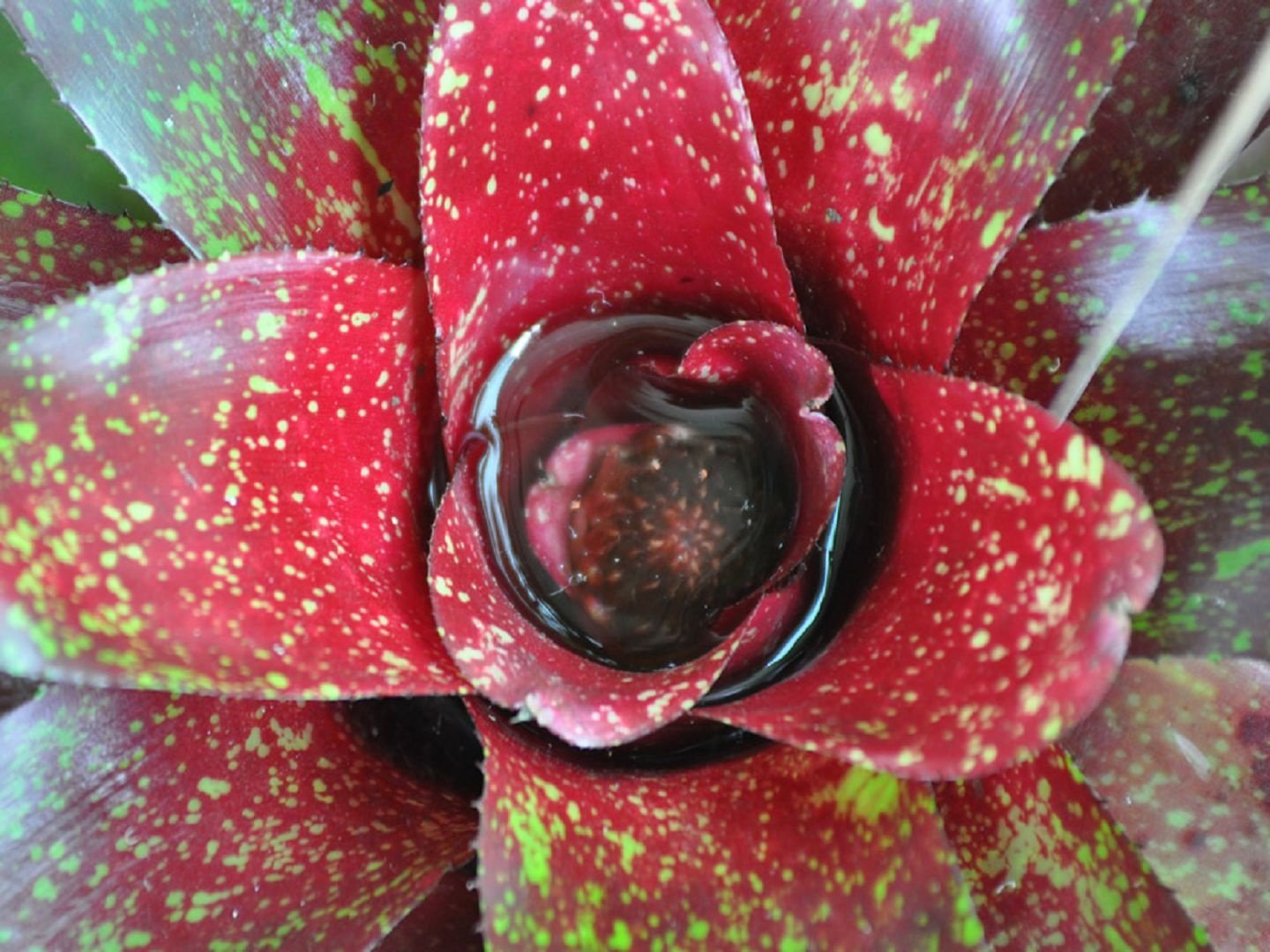 Неорегелия мраморная (Neoregelia marmorata)