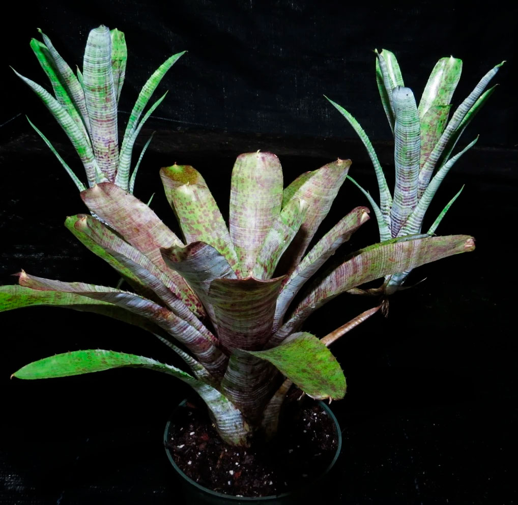 Неорегелия немногоцветковая (Neoregelia pauciflora)