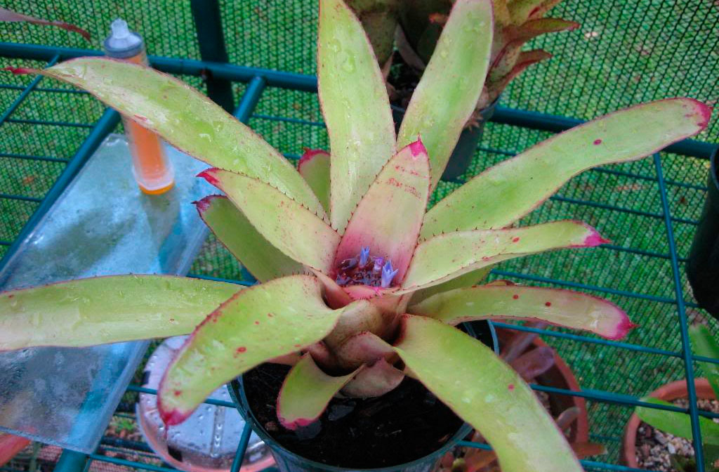 Неорегелия синяя (Neoregelia cyanea)