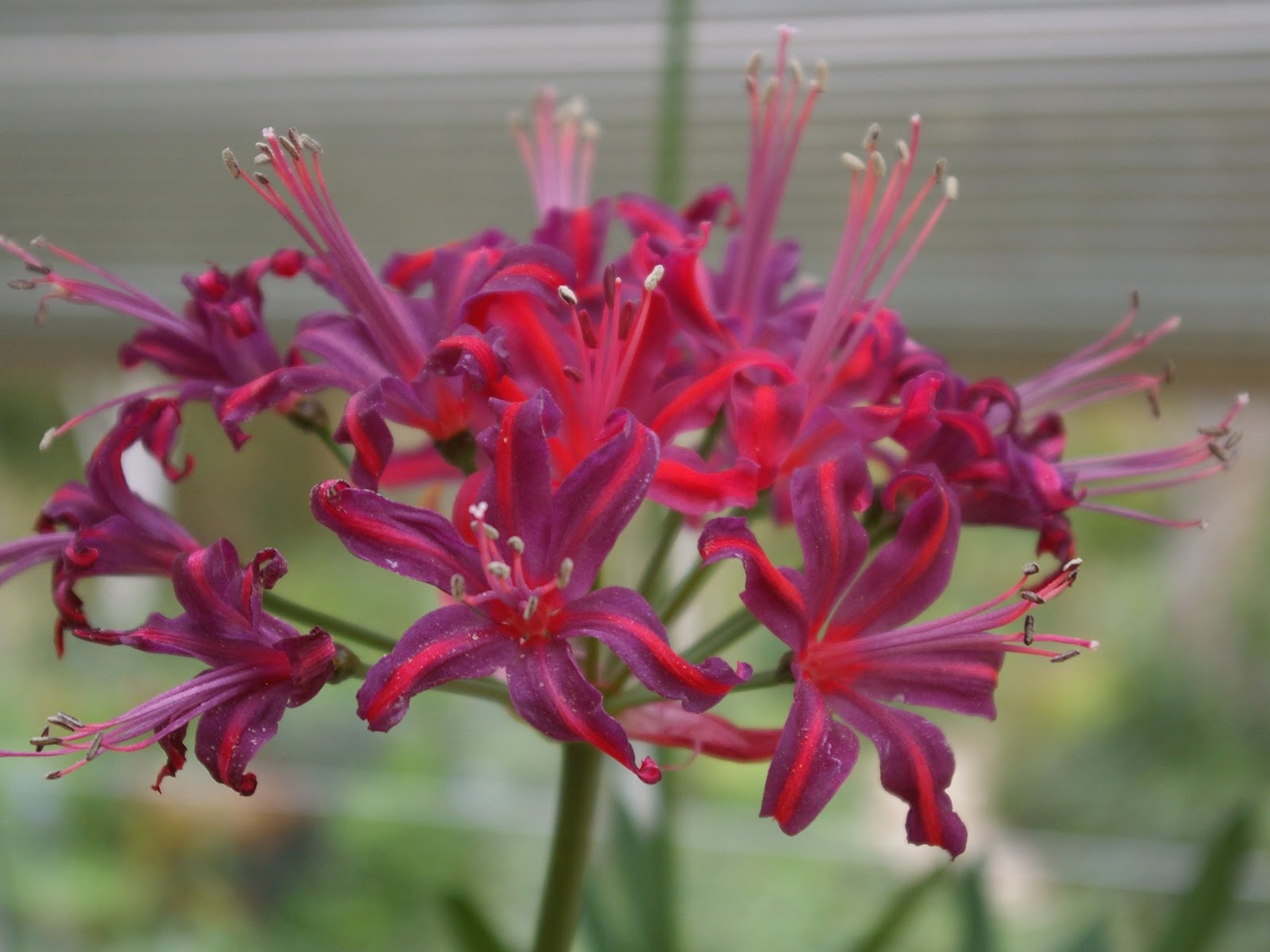 Нерине изогнутолистная (Nerine curvifolia)