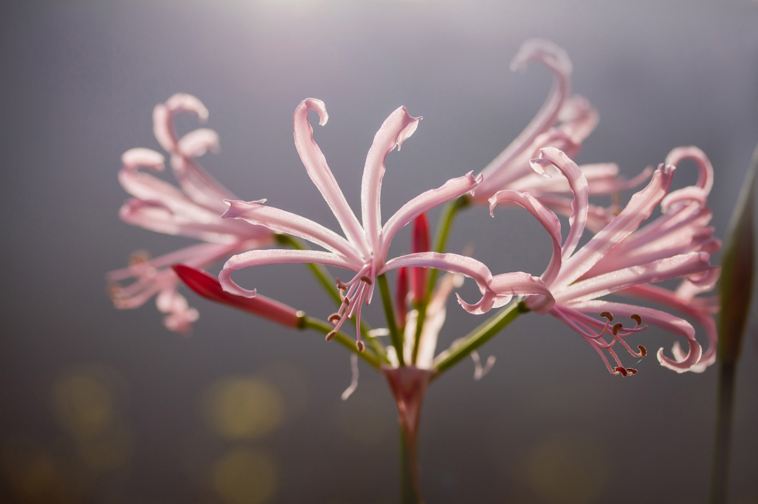 Нерине извилистая (Nerine flexuosa)