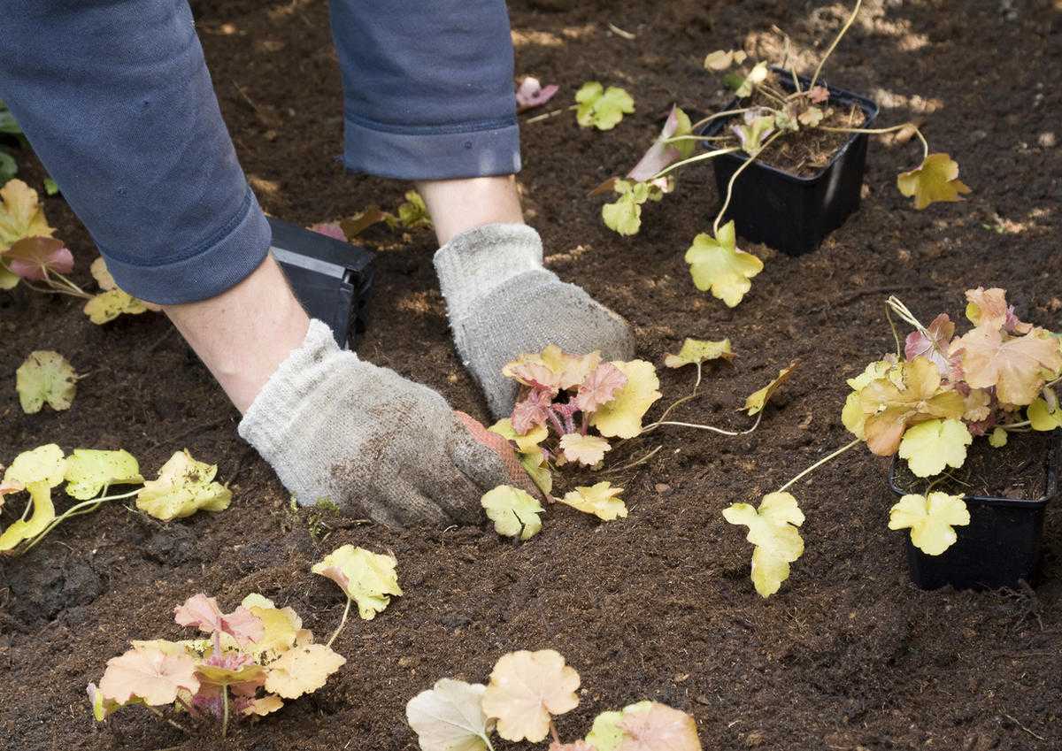 Подготовка почвы и посадка