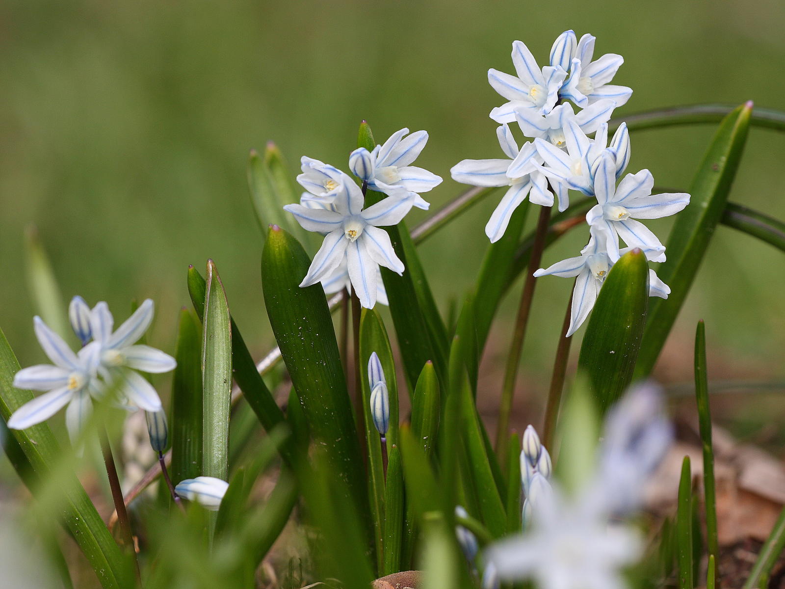 Пушкиния гиацинтовидная (Puschkinia hyacinthoides)