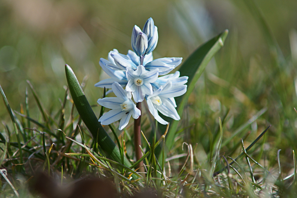 Пушкиния пролесковидная (Puschkinia scilloides)