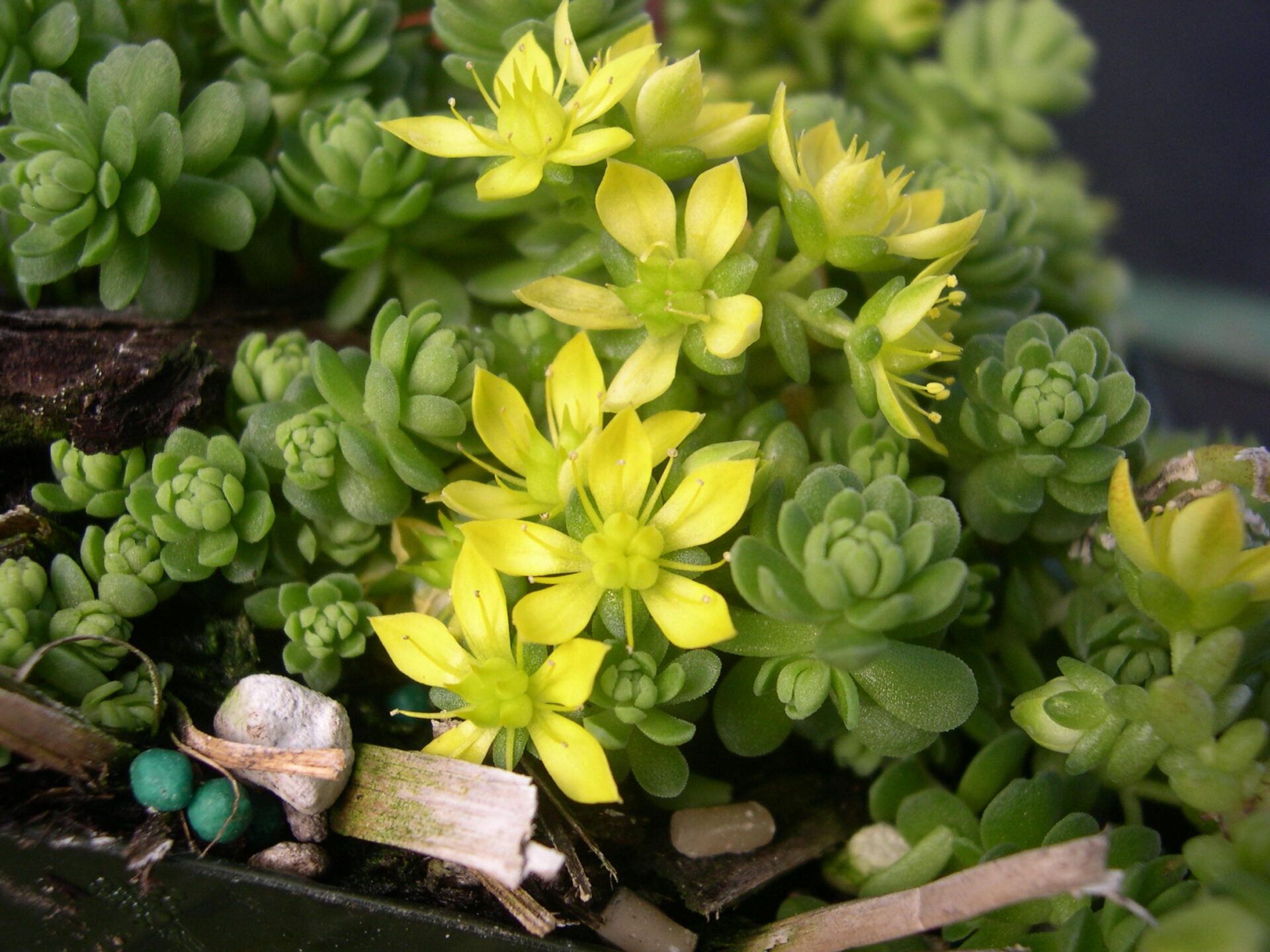 Седум Грегга (Sedum greggii)