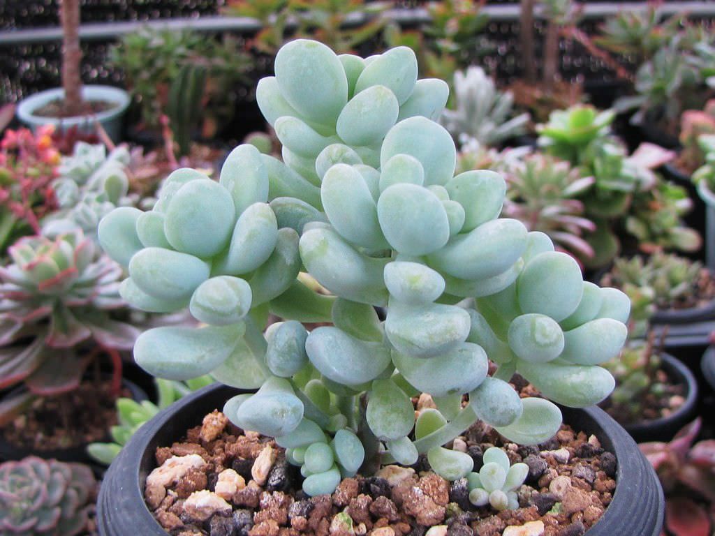 Седум Трелиса (Sedum treleasii)