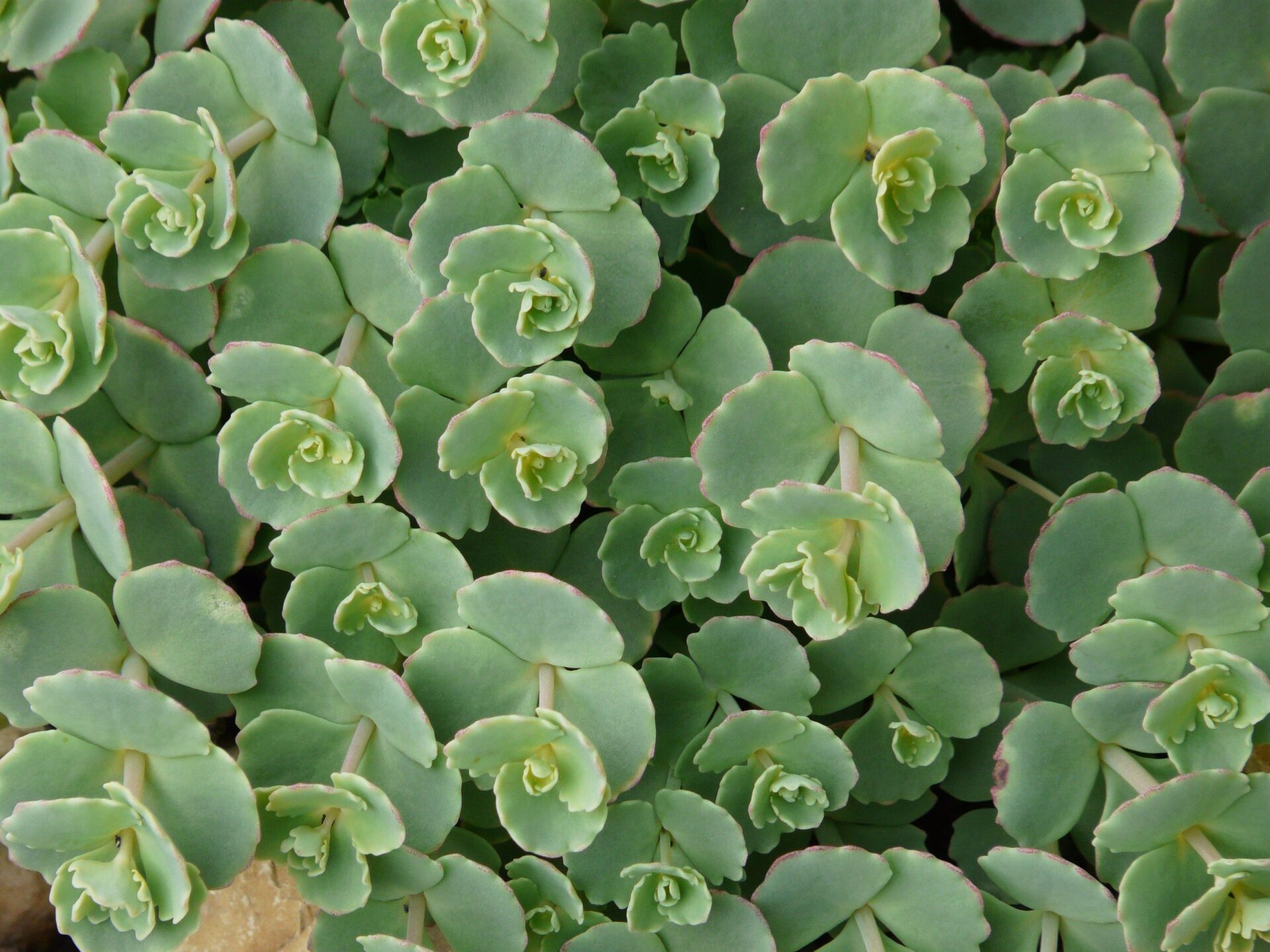 Седум Зибольда (Sedum sieboldii)