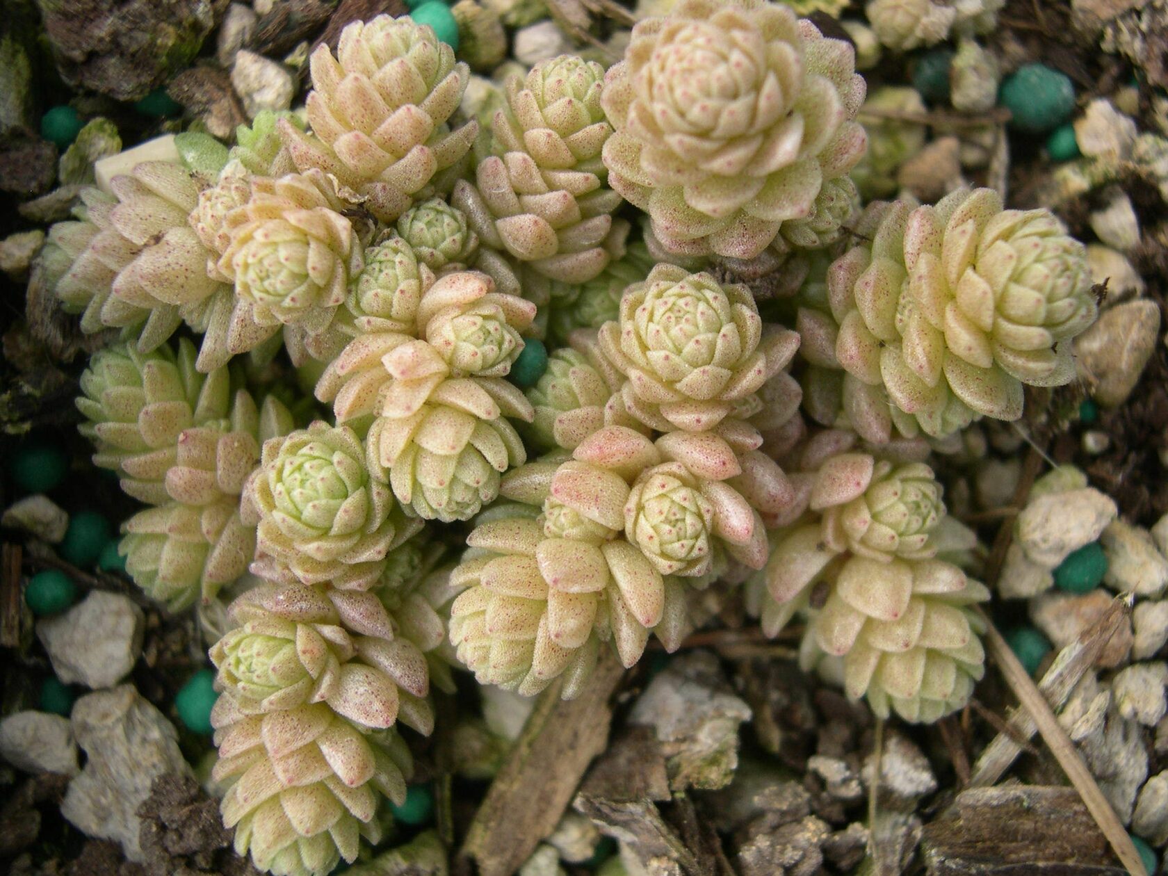 Седум компактный (Sedum compactum)