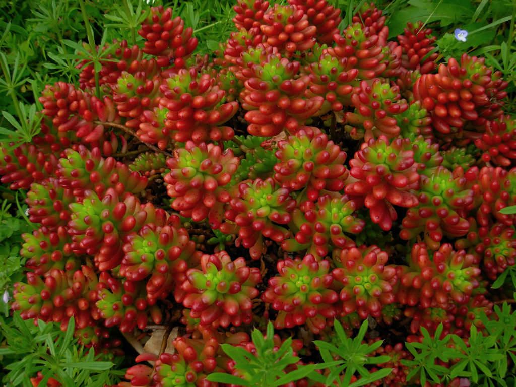 Седум красноокрашенный (Sedum rubrotinctum)