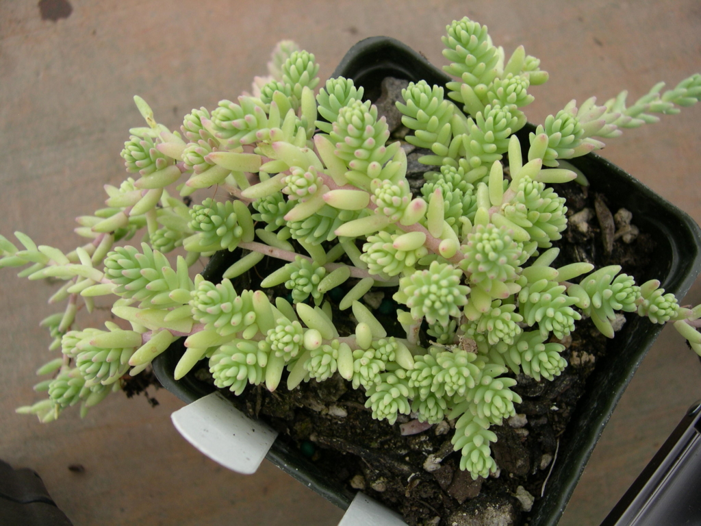 Седум потозинский (Sedum potosinum)