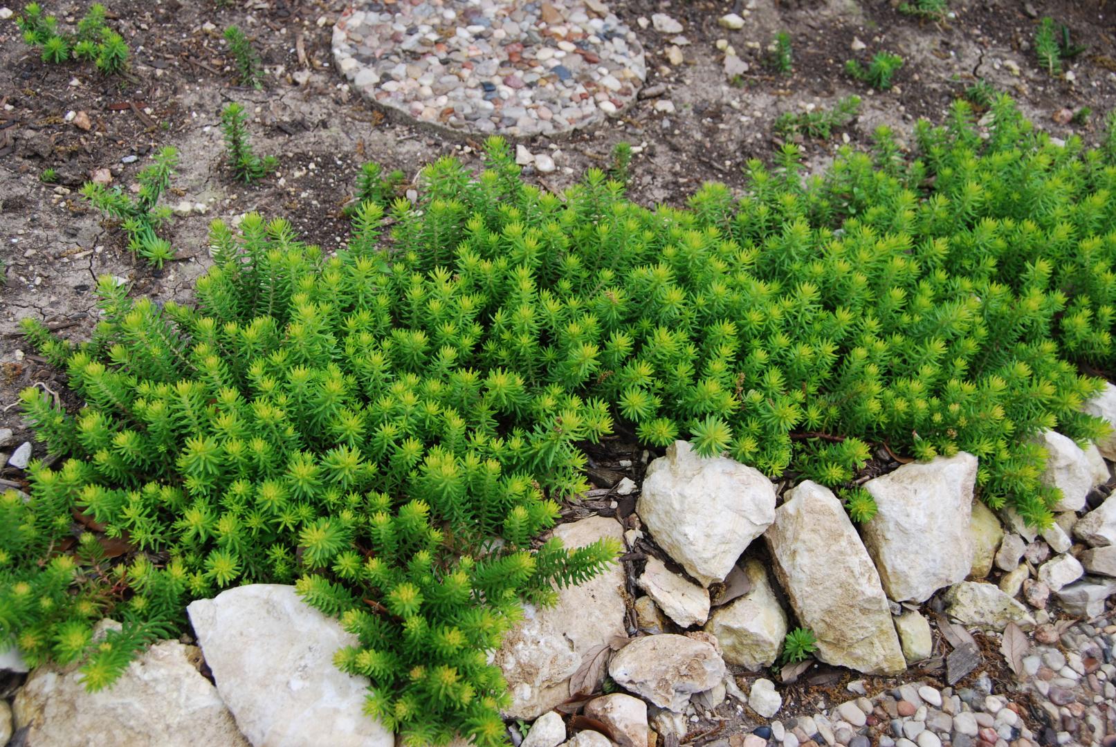 Седум стелющийся (Sedum humifusum)