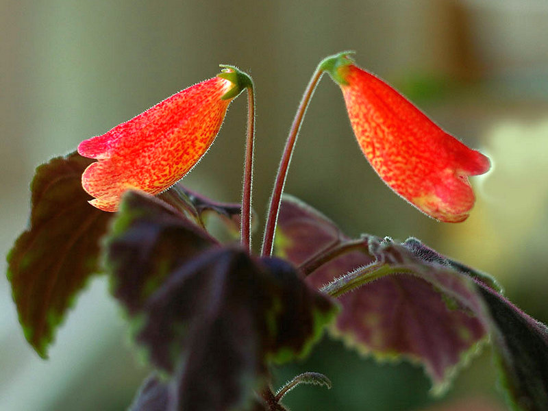 Смитианта гибридная (Smithiantha x hybrida)