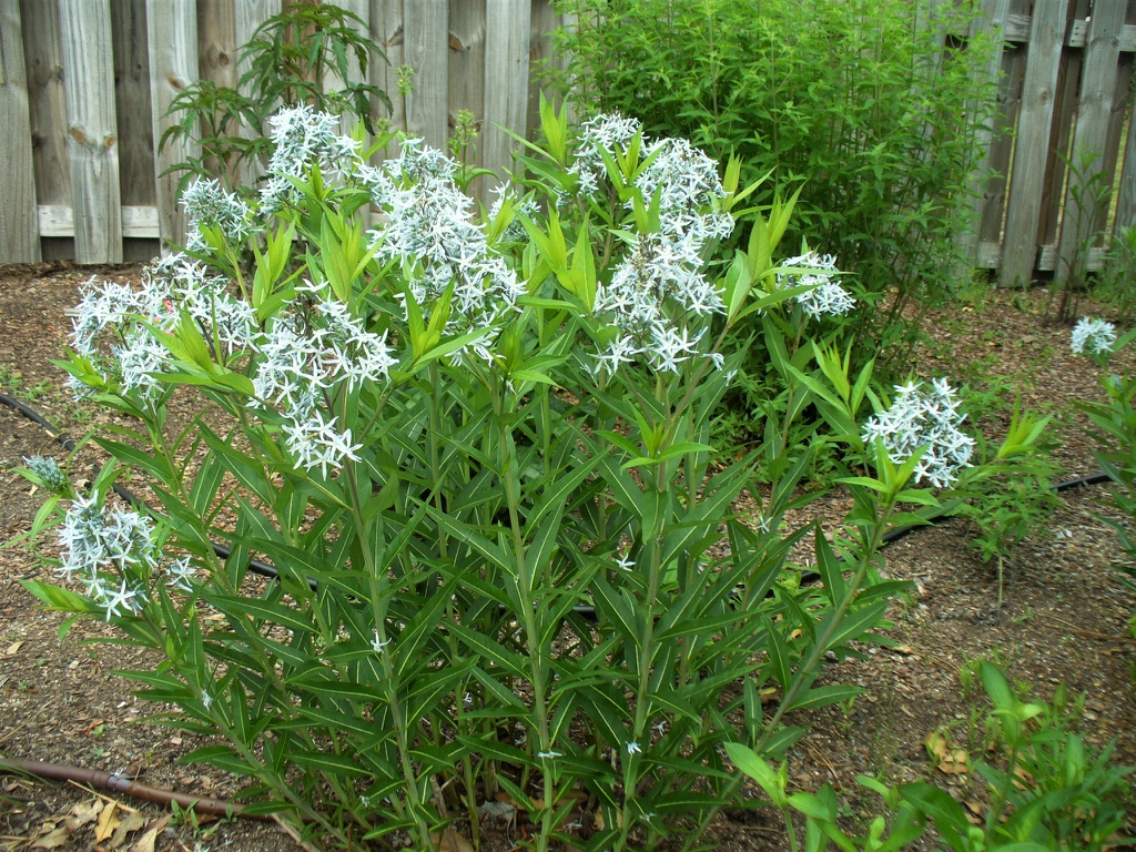 Табернемонтана (Amsonia tabernaemontana)