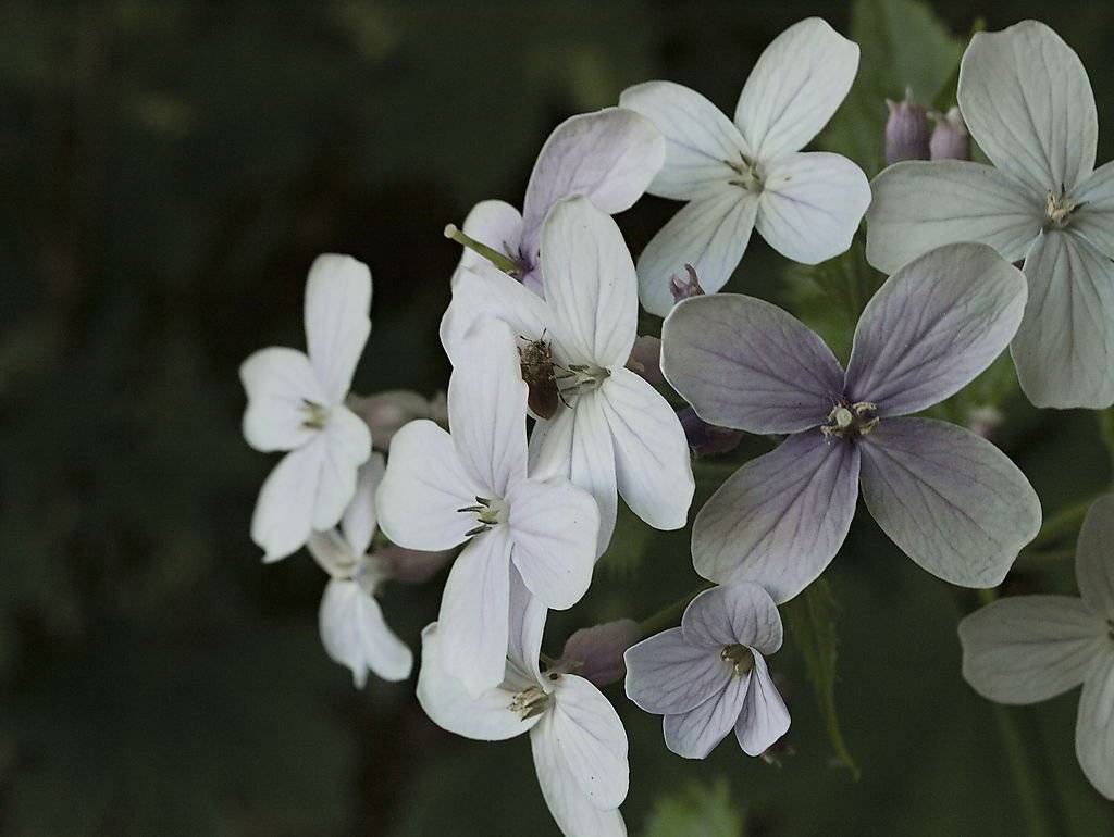 Виды и сорта лунника с фото