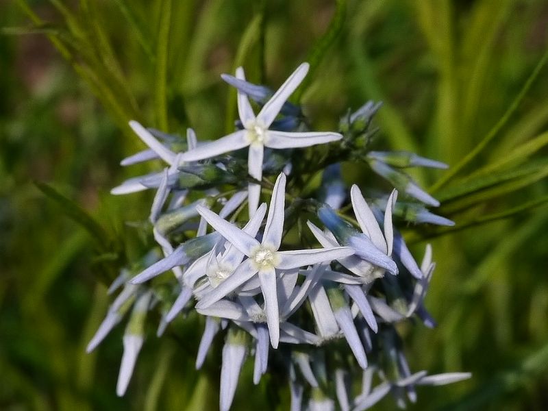 амсония хабричта (amsonia hubrichtii)