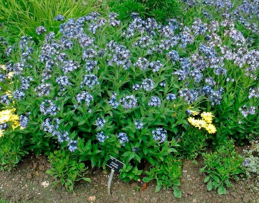 амсония восточная (amsonia orientalis)