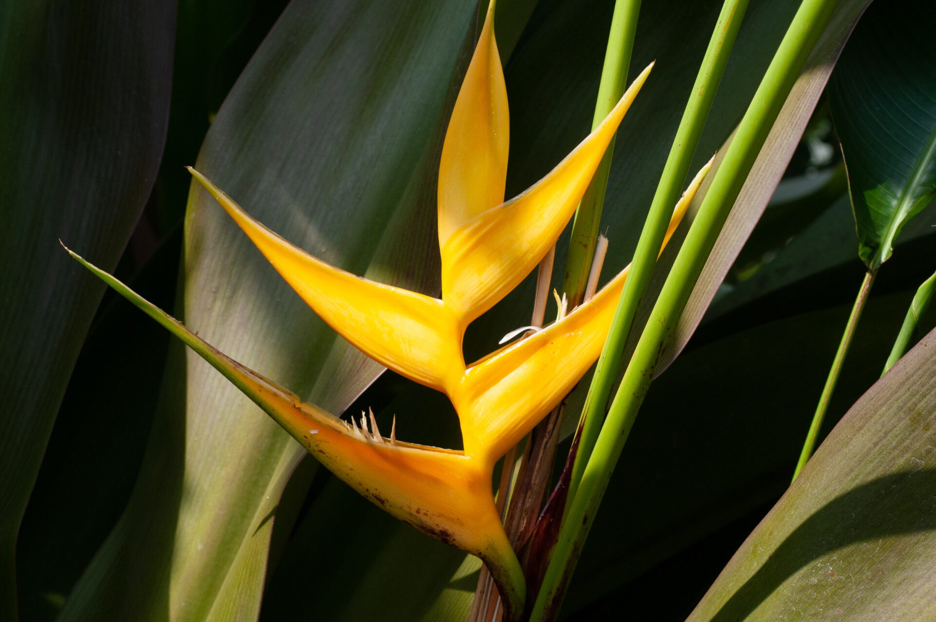 Геликония Бихай (Heliconia bihai)