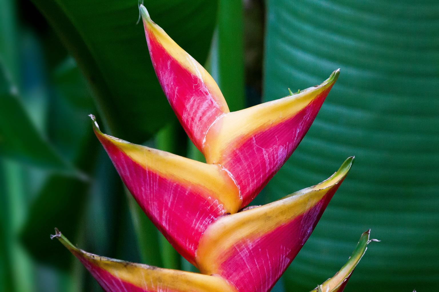 Геликония двуцветная (Heliconia bicolor) 