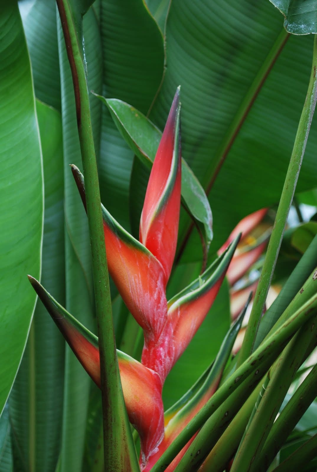 Геликония металлическая (Heliconia metallica) 