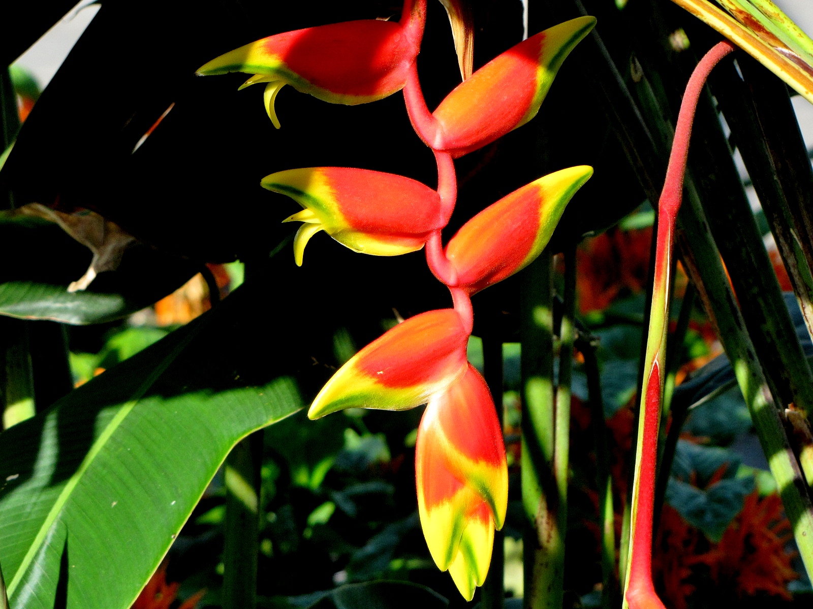 Геликония попугайная (Heliconia psittacorum) 