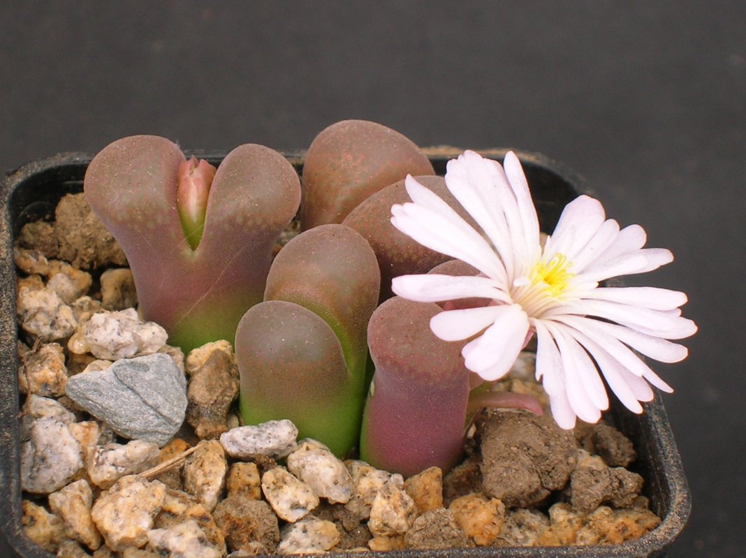 Конофитум Фридриха (Conophytum friedrichiae)