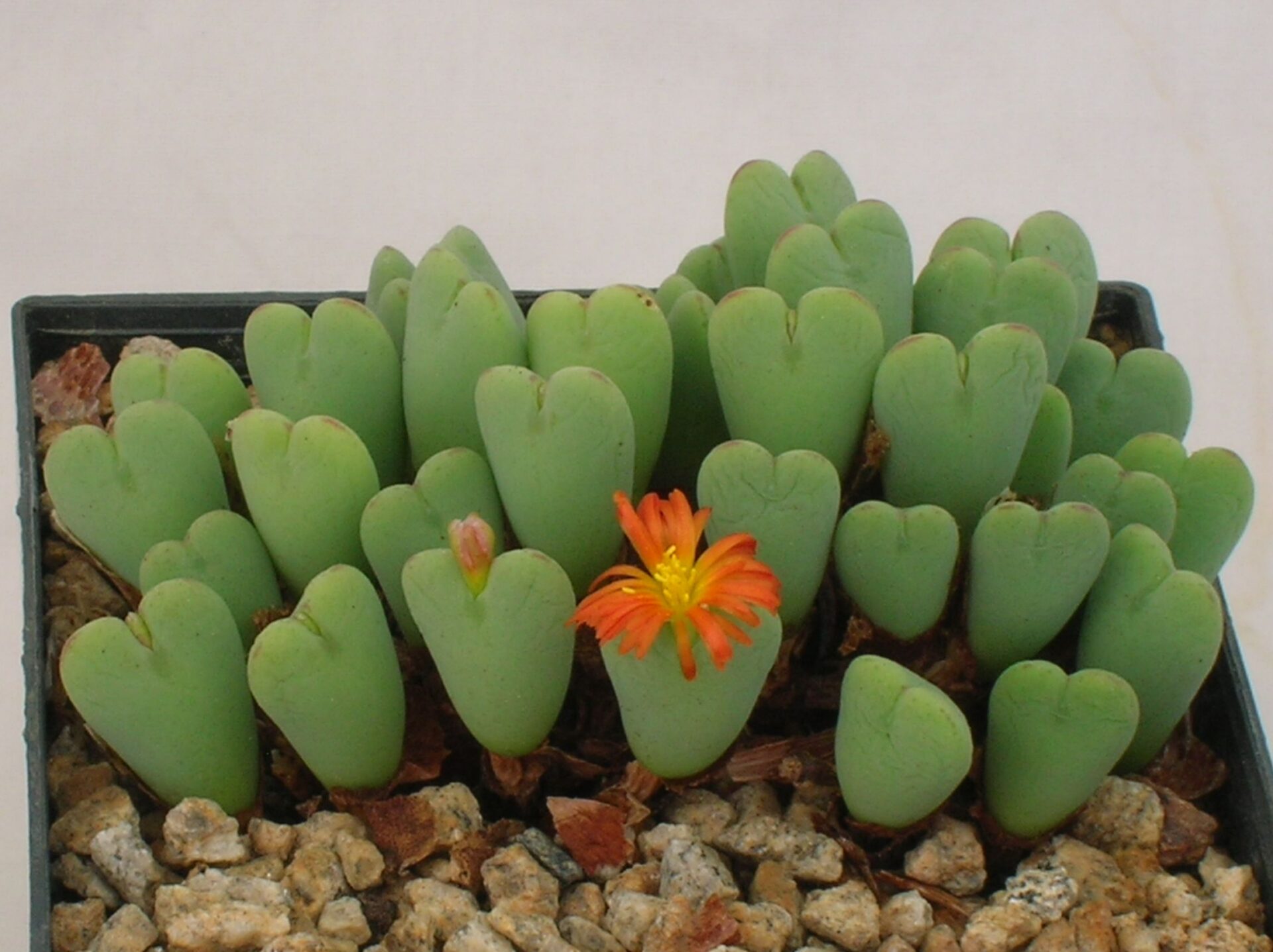 Конофитум двухлопастный (Conophytum bilobum)