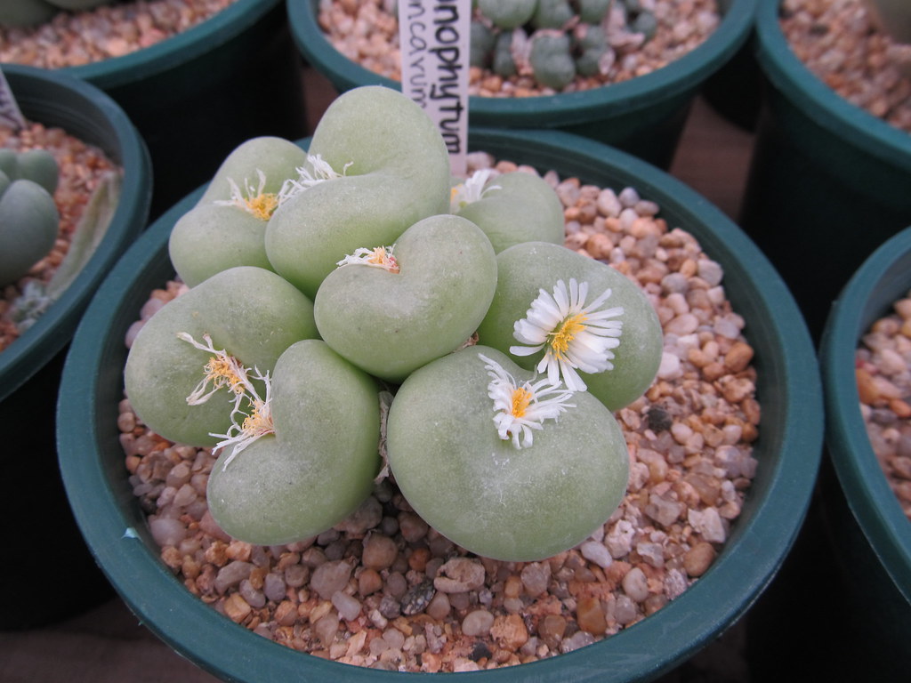 Конофитум вогнутый (Conophytum concavum)