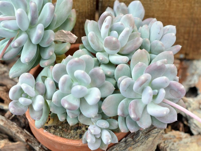 Пахифитум глютиникауле (Pachyphytum Glutinicaule)