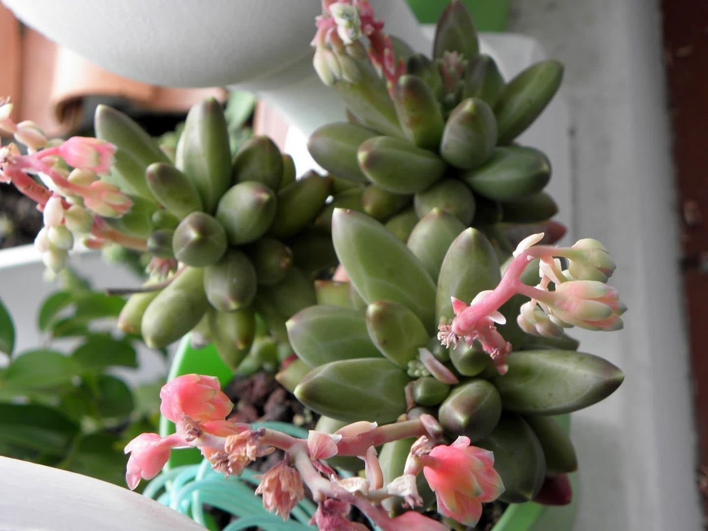 Пахифитум компактный (Pachyphytum compactum)