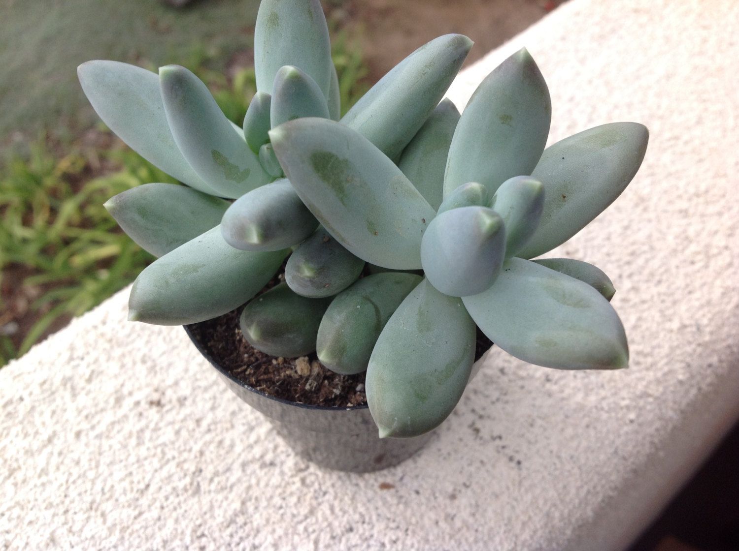 Пахифитум прицветниковый (Pachyphytum bracteosum)