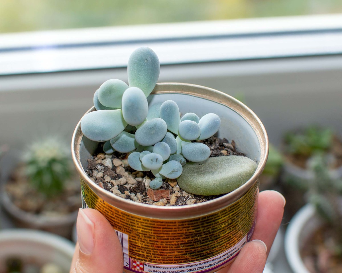 Пахифитум яйценосный (Pachyphytum oviferum)