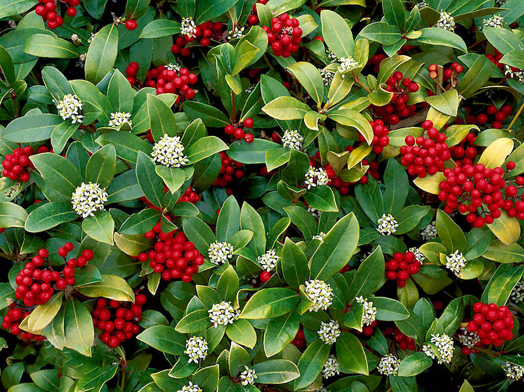 Скиммия японская (Skimmia japonica)