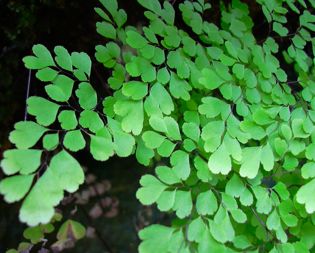 Адиантум клиновидный (Adiantum cuneatum)