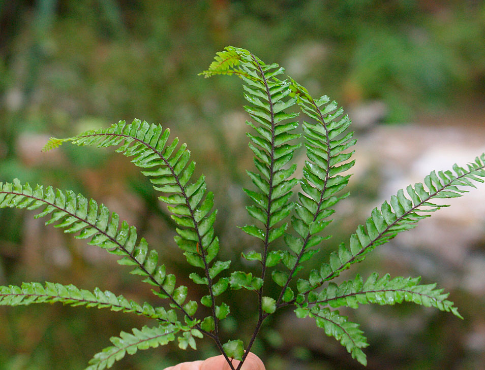 Адиантум мелковолосистый (Adiantum hispidulum)