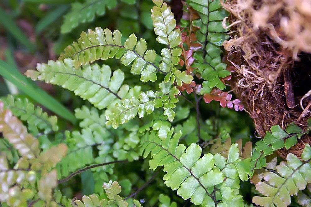 Адиантум прозрачный (Adiantum diaphanum)