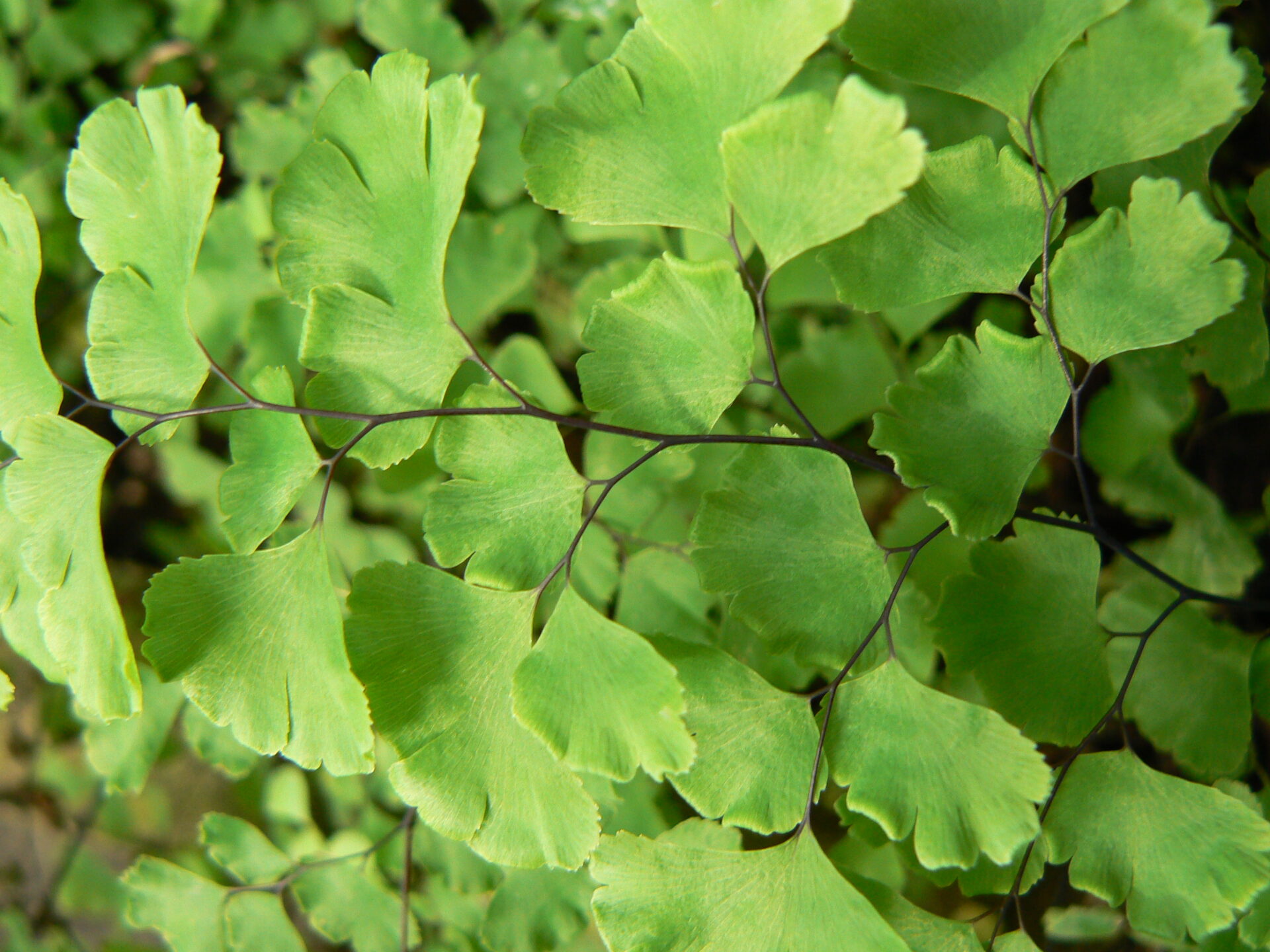 Адиантум Радди (Adiantum raddianum)