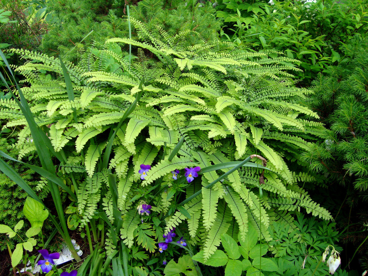 Адиантум стоповидный (Adiantum pedatum)