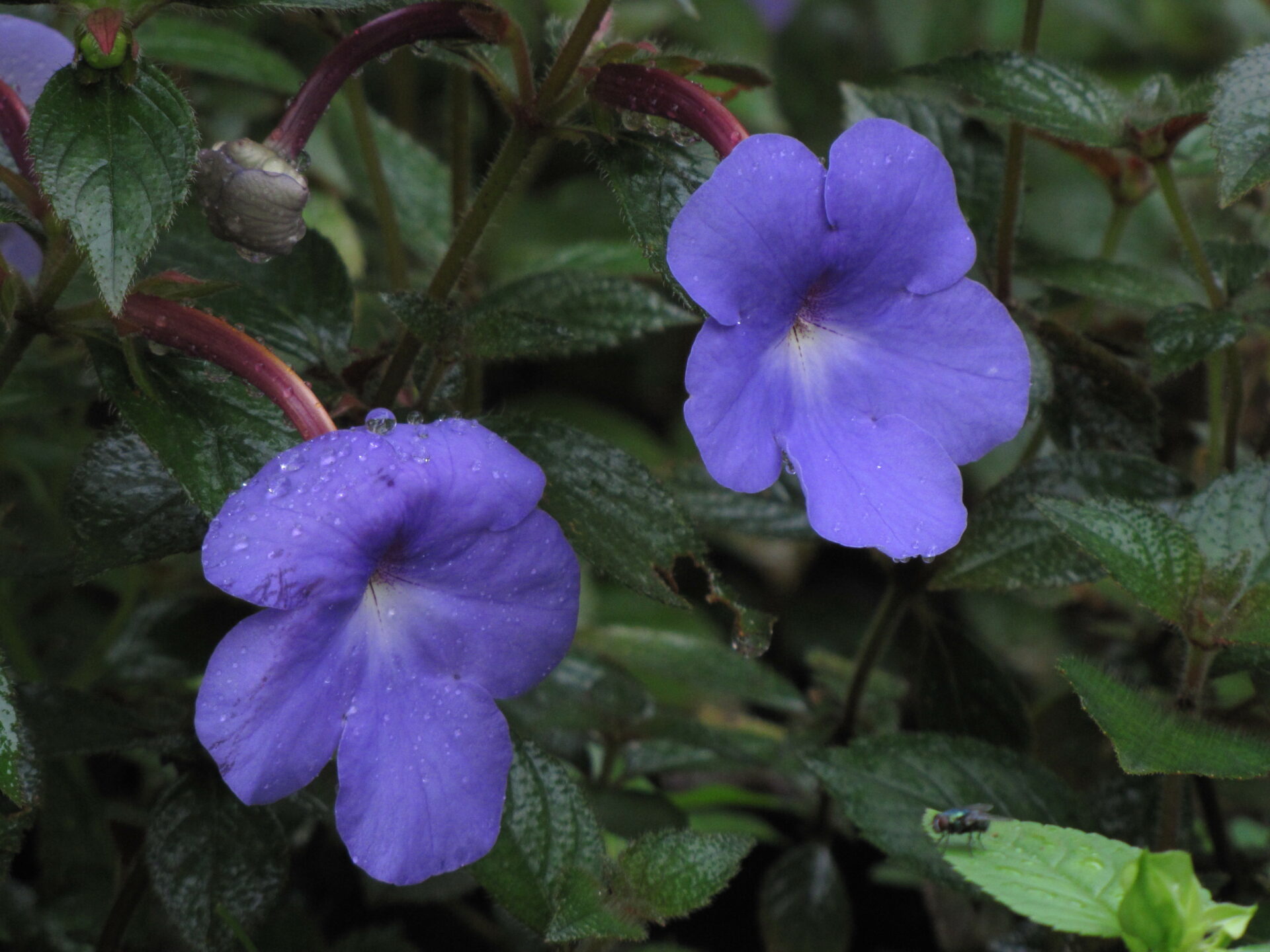 Ахименес длинноцветковый (Achimenes longiflora)