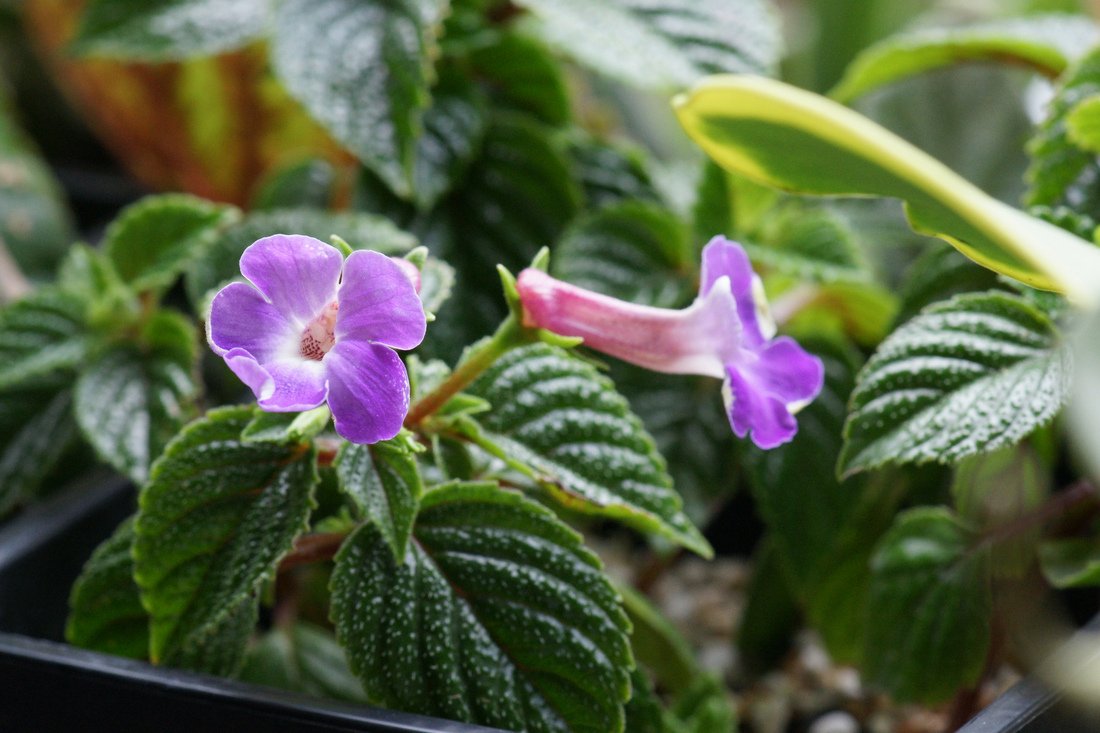 Ахименес крупноцветковый (Achimenes grandiflora)