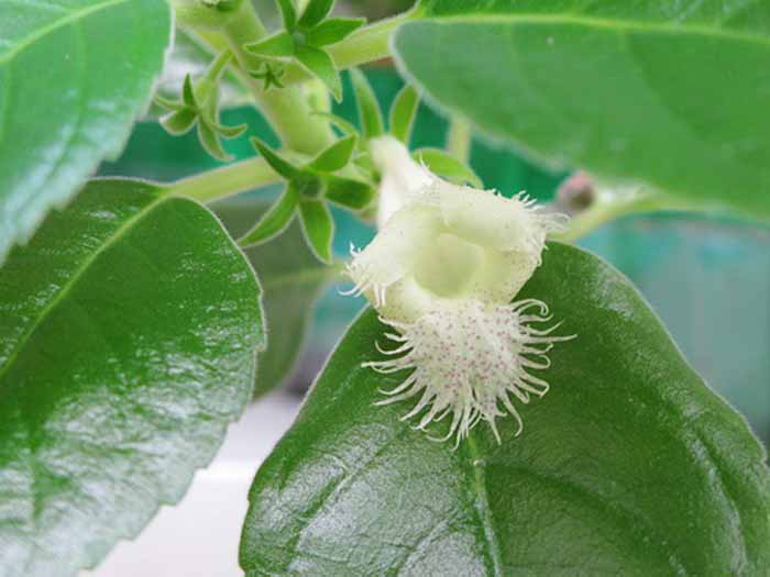 Альсобия чиапас (Alsobia Chiapas)