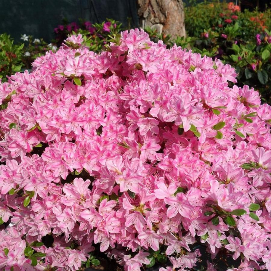 Азалия японская (Azalea japonica)