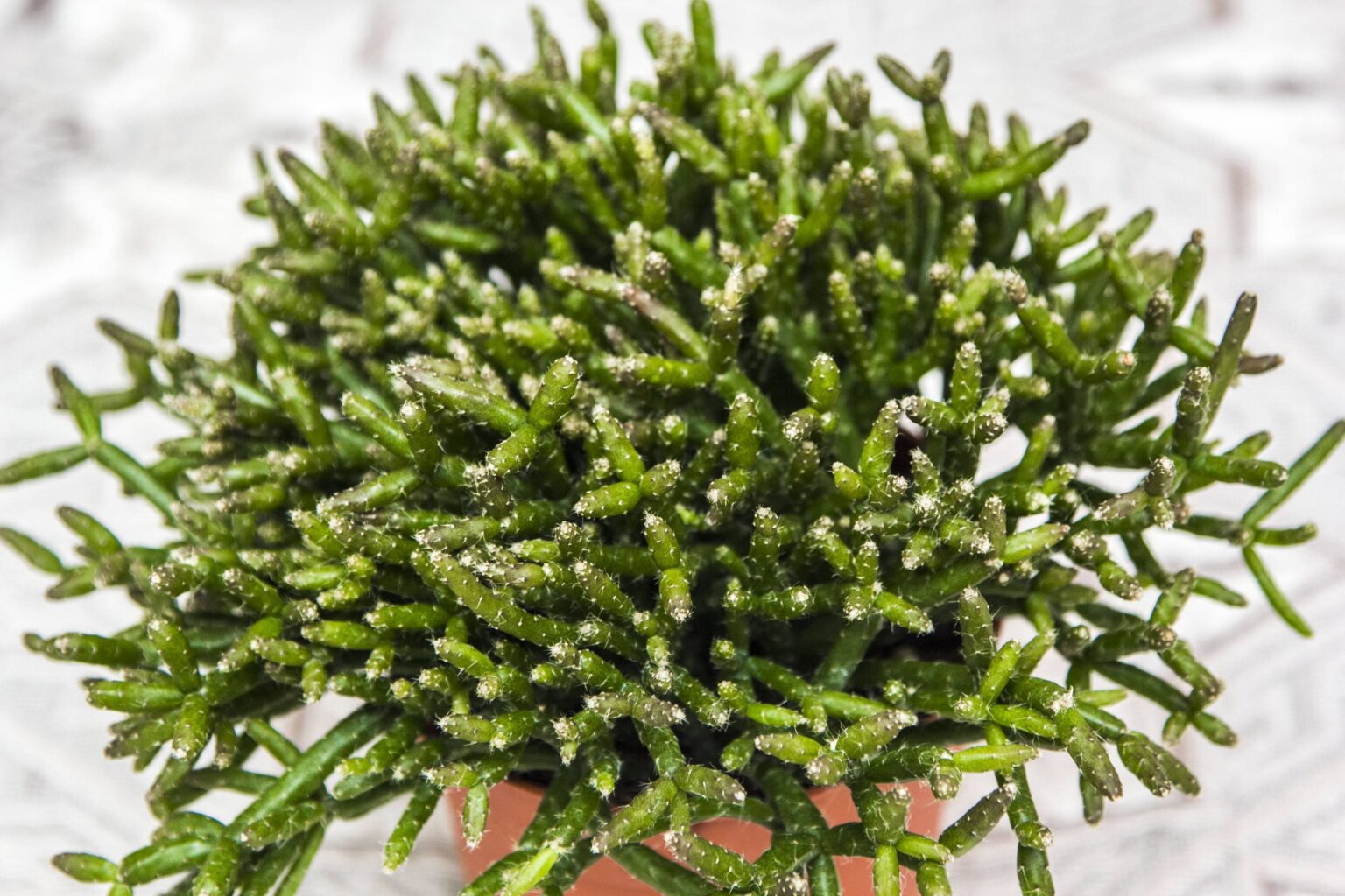 Барчела (Rhipsalis burchellii)