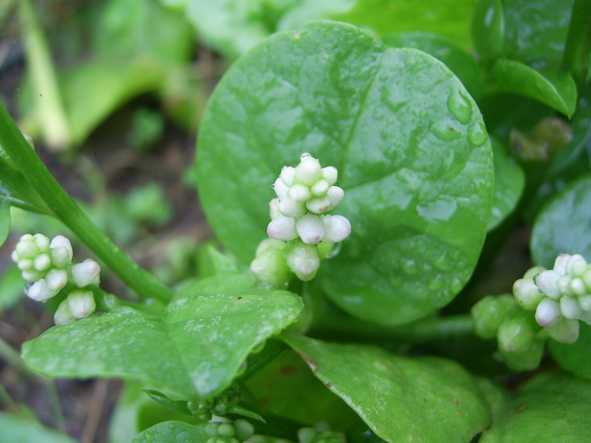 Базелла белая (Basella alba)