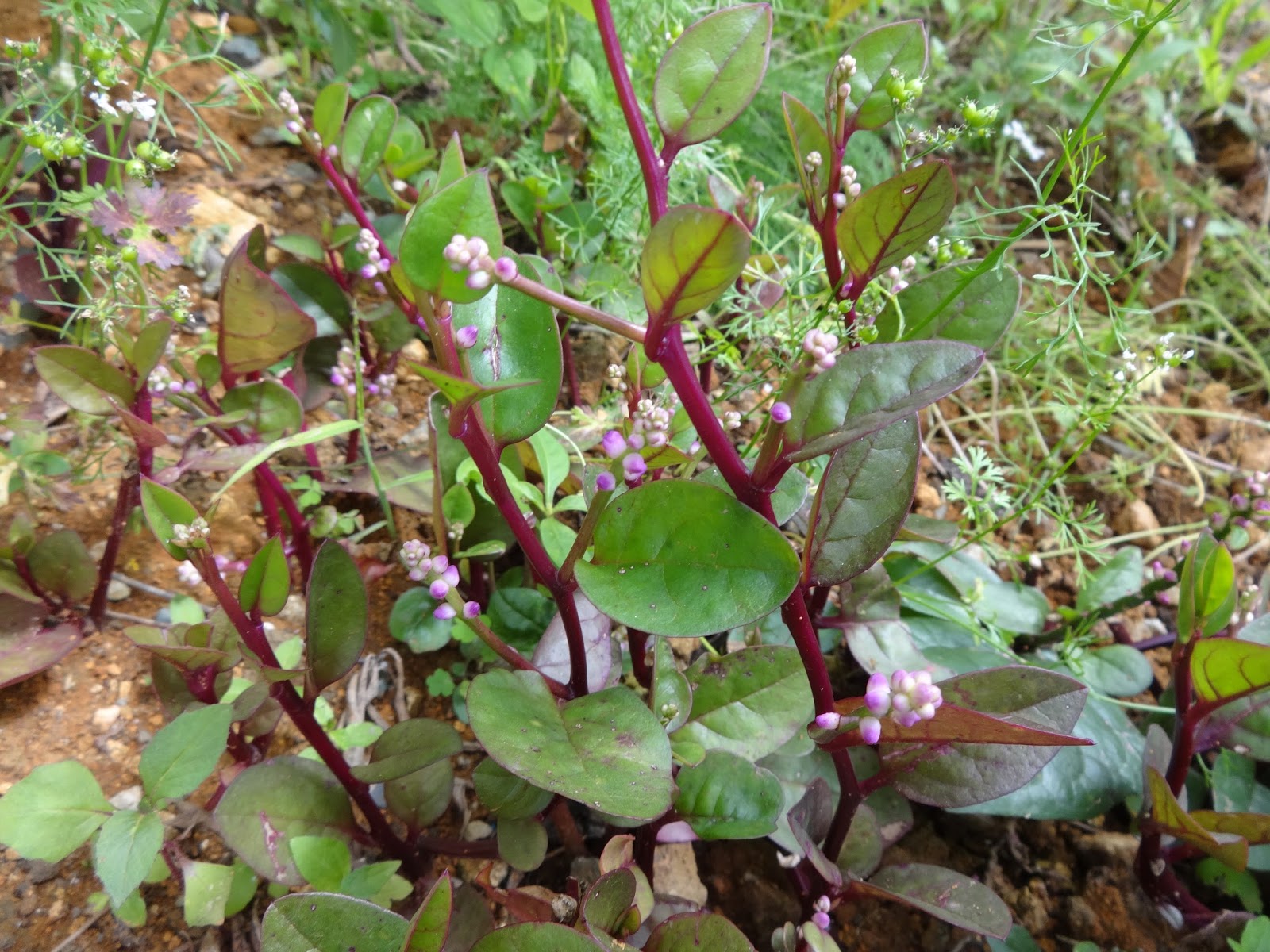 Базелла красная (Basella rubra)