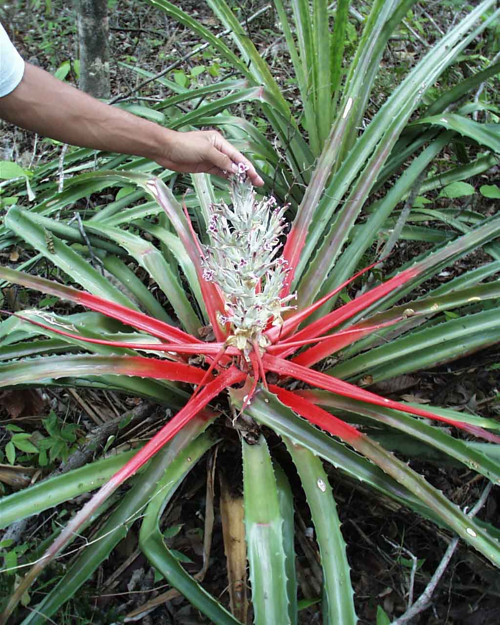 Бромелия пингвин (Bromelia pinguin)