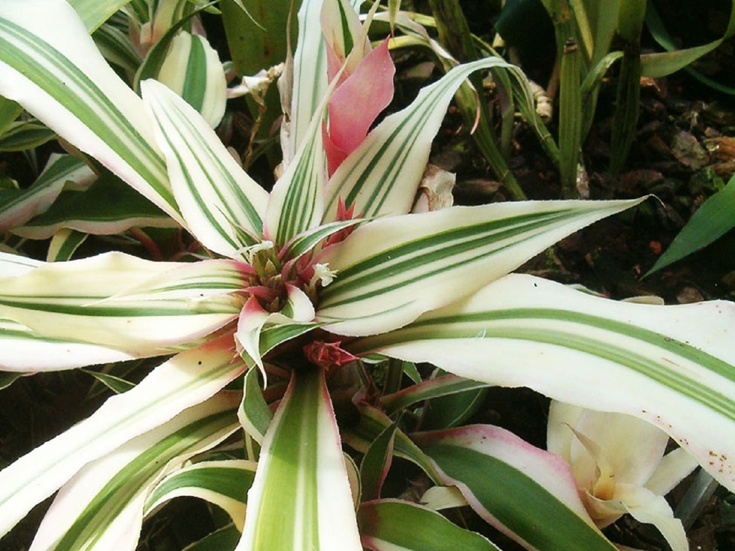 Бромиелиевый (Cryptanthus bromelioides)